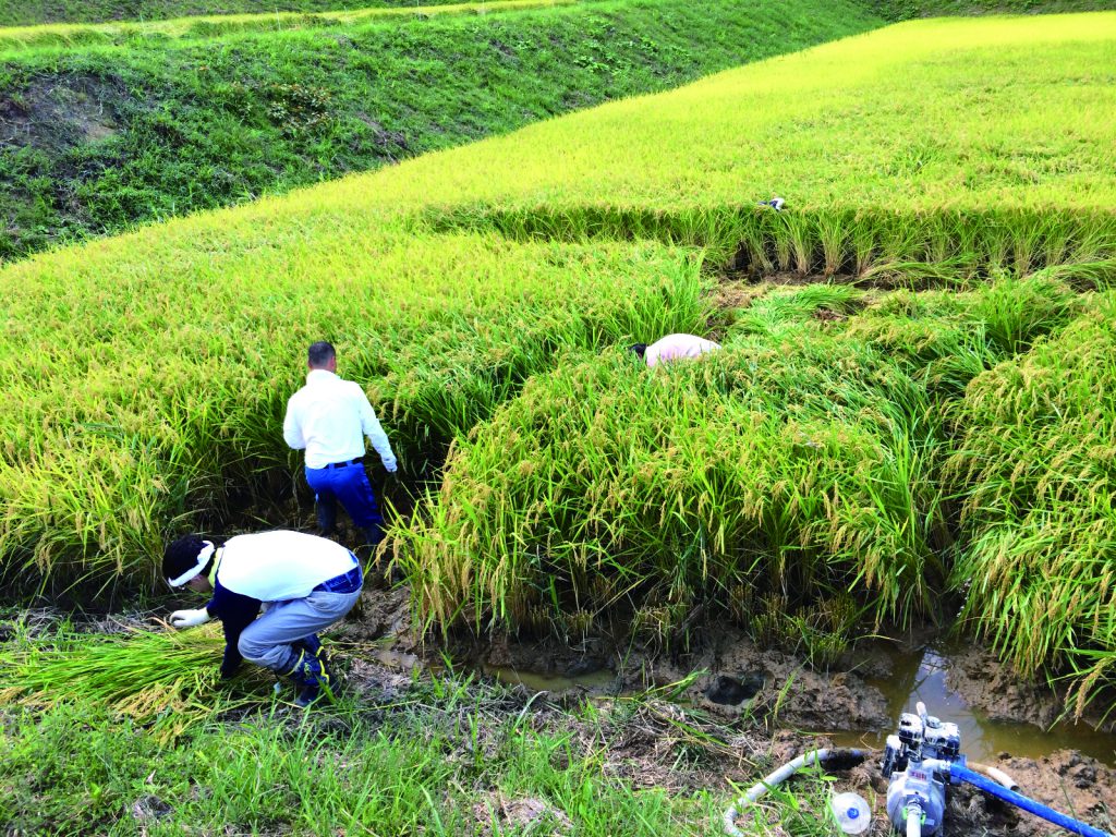 %e7%a8%b2%e5%88%88%e3%82%8a4