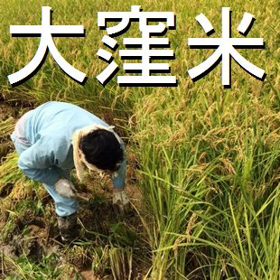 大窪米を販売のイメージ